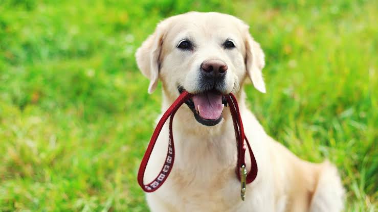 Leash reactive dog walking in Brooklyn NYC