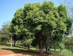 Check spelling or type a new query. Pin On Trees With Low Storm Resistance