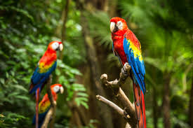 Best Amazon Jungle Tours | Amazon Rainforest Tour | Exodus USA