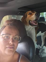 Is anyone missing a Scottish Terrier?