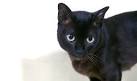 Burmese cat - Wikipedia