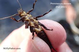 Image result for Macrotyloma stenophyllum