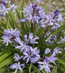 Image result for Scilla
