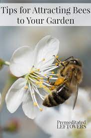 Because the big bees' buzzing action shakes loose more pollen than wind alone. Tips For Attracting Bees To Your Garden