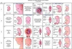 Prenatal Development Definition Of Prenatal Development By Medical Dictionary Prenatal Development Fetal Development Development