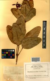 Image result for Adenodolichos