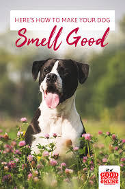 How To Make Your Dog Small Good 5 Simple Ways That Work Good Doggies Online Dog Breeds Cute Dog Pictures Dog Smells