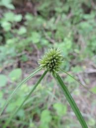 Image result for Cyperus dubius