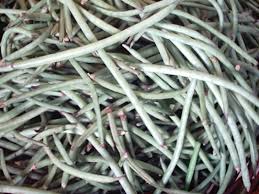 Image result for Vigna unguiculata