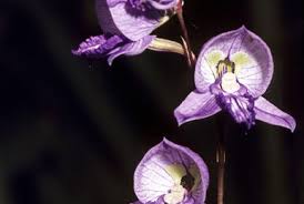 Image result for Disa saxicola