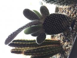 I renectly (about two weeks ago) reppoted it into a new pot which is all glass (with rocks at the bottom for drainage) (also i. Angel Wings Bunny Ears Cactus Drooping Helpfulgardener Com