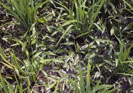 Image result for Monochoria africana