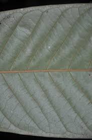 Image result for Anthonotha