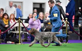 We started with griffons 18 years ago. Wire Haired Pointing Griffon Club Of Canada Home Facebook