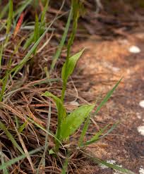 Image result for Habenaria filicornis