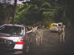 حديقة سفاري بونشاك أنشطة مثيرة في تامان سفاري اندونيسيا الرحالة