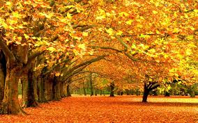 Maybe you would like to learn more about one of these? Autumn Images Backgrounds Group 40