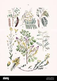 Image result for Acacia haematoxylon