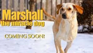 Pin By Ellie Grossman Cohen On Favorite Books And Movies Dog Movies Movie Soundtracks Dogs