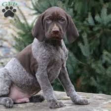 German Shorthaired Pointer Puppies For Sale Greenfield Puppies Pointer Puppies German Shorthaired Pointer Dog German Shorthaired Pointer