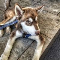 Veterinary clinics & hospitals pet services veterinarians. Pet Emergency Specialty Center South County Rancho Del Rey 80 Visitors