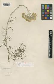 Image result for Helichrysum stenopterum