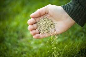 Recommendations For Overseeding Horse Pastures Planting Grass Planting Grass Seed How To Plant Grass Seed