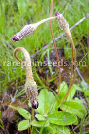 Image result for Gerbera piloselloides