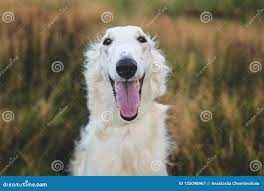 Close-up Portrait of Happy Russian Borzoi Dog in the Field Stock Image -  Image of hound, purebred: 125098967