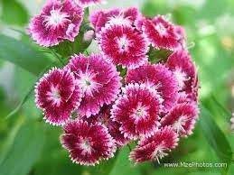 Pin On Unique Unusual Exotic Rare Strange Flowers Plants