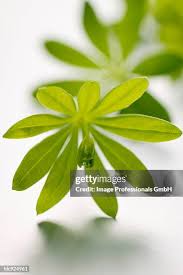 Image result for Rubiaceae