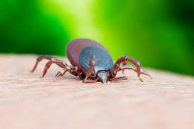 Image result for Tick Removal