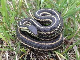 The easiest way to capture a snake is to put on a pair of gloves, pick the snake up, and release it outside. Plains Garter Snake Reptiles And Amphibians Of Northern Illinois Inaturalist