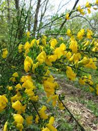 Broom Plant Lore