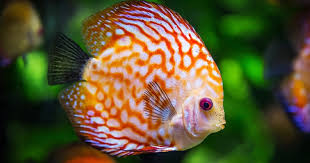 Yang pertama kita bahas dari jenis ikan hias air payau adalah dari ordo cyprinodontiformes dan dari keluarga poeciliidae. 8 Ikan Hias Air Tawar Yang Mudah Dipelihara Dan Harga Murah