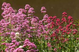 Image result for Centranthus