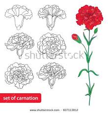 Vector Set With Outline Carnation Or Clove Flower Bud And Leaves In Black And Red Isolated On White B Carnation Flower Tattoo Flower Drawing Carnation Drawing