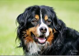 Der berner sennenhund ist ein gutmütiger hund und hat ein ausgeglichenes temperament. Hunderassen Berner Sennenhund Durrbachler Bouvier Bernois Bernese Mountain Dog Perro Boyero De Montana Bernes