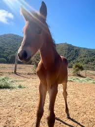 Image result for Light Buckskin 1990 Colt