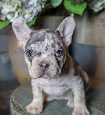 View 125 popular breeds like labs and german shepherds. French Bulldog Puppies For Sale Eastern Ohio Bulldog Puppies French Bulldog Puppies Merle French Bulldog