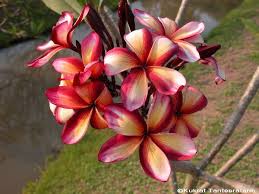 Pin On My Updated Plumeria Collection 2016