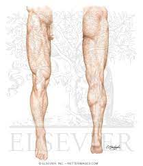 Human body arteries and veins diagram unlabeled leg muscles anatomy, leg anatomy, anterior leg. Lower Limb Surface Anatomy