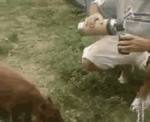 Maybe you would like to learn more about one of these? Carpincho Gifs Tenor