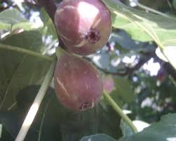 Résultat de recherche d'images pour "patlican incir"