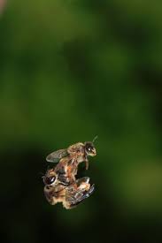 Black And White Striped Ground Bees Bee S Mating Occurs In Flight Over Ten Meters Above Ground The Young Queen Bee Honey Bee Bee Keeping