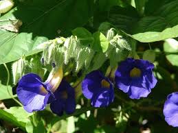 Image result for Thunbergia battiscombei