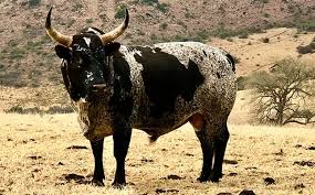 Image result for Leucosphaera bainesii