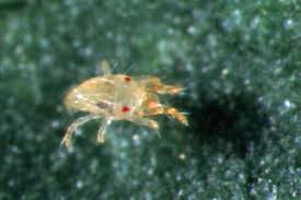 Image result for Tetranychidae grapevine
