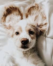 These Special Little Squirrels Can Only Be Found On An Island In Japan In 2020 Cute Dog Pictures Cute Dogs Dog Pictures