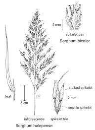 Image result for Sorghum bicolor
